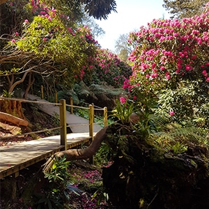The Lost Gardens of Heligan, Cornwall 