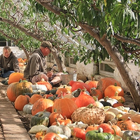 Pumpkins at the Lost Gardens of Heligan