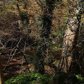 Woodland in Cornwall